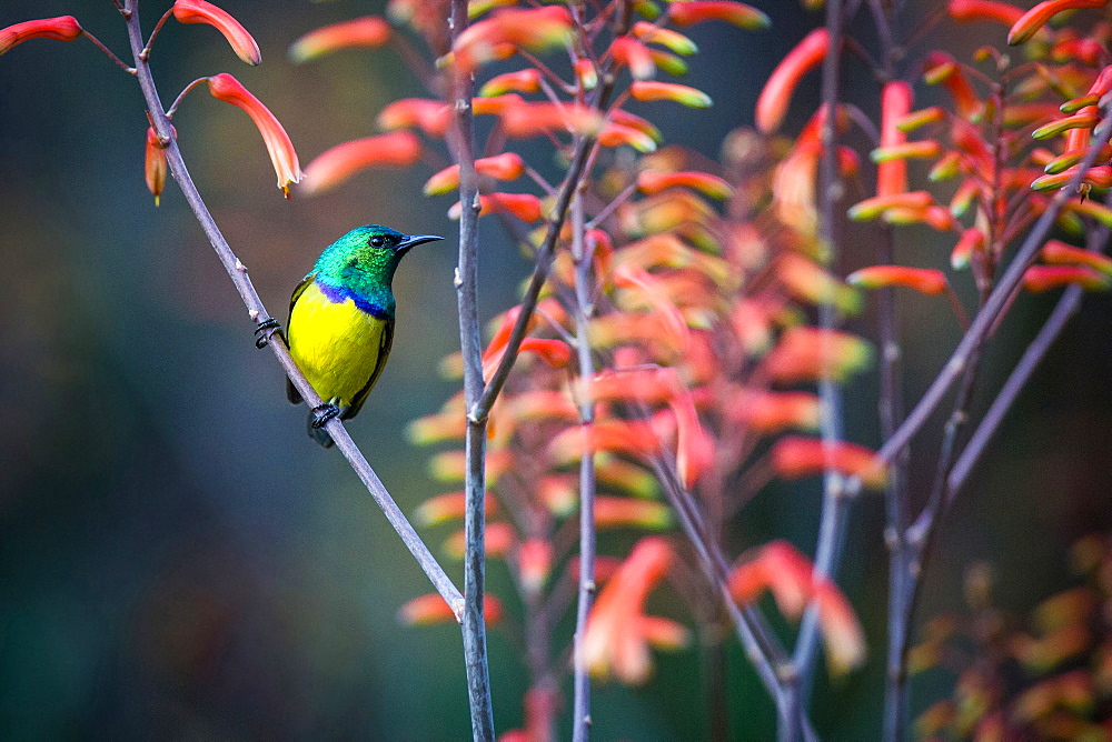 A collared sunbird, Hedydipna collaris, perches on a candelabra aloe, aloe arborescens, Londolozi Game Reserve, Sabi Sands, Greater Kruger National Park, South Africa