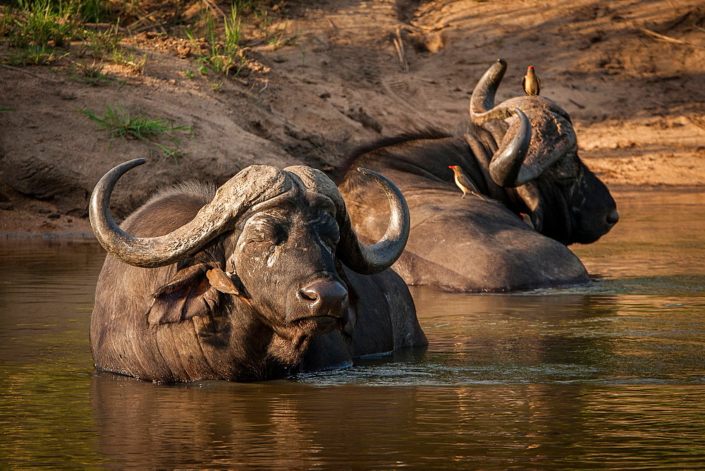 Two buffalo, Syncerus caffer, wallow and lie in the water, eyes closed, red-billed oxpeckers sit on them, Buphagus erythrorhynchus, Londolozi Game Reserve, Sabi Sands, Greater Kruger National Park, South Africa