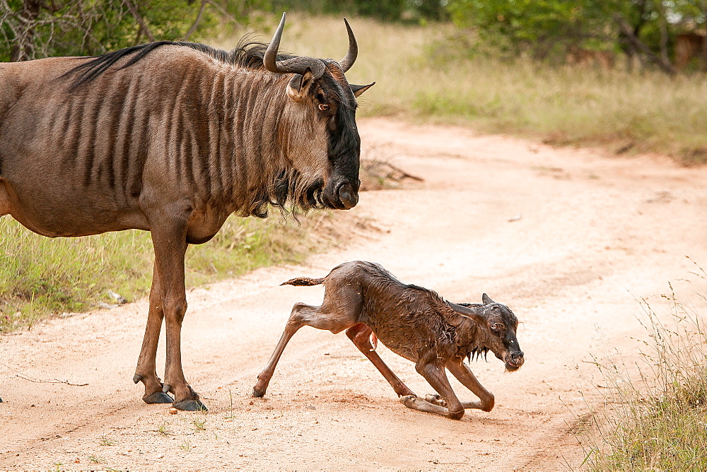 A mother wildebeest, Connochaetes taurinus, stands above her newly born calf who kneels on the road, looking away, Londolozi Game Reserve, Sabi Sands, Greater Kruger National Park, South Africa