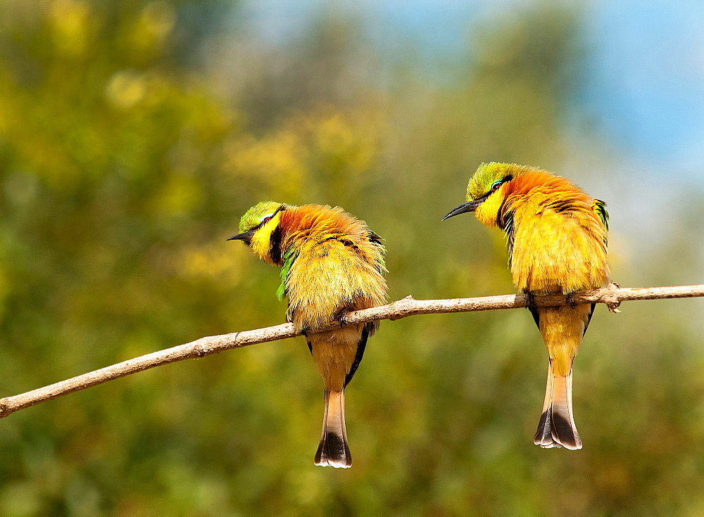 Two little bee-eaters, Merops pusillus, perch on a thin branch, both lean left, puffed up feathers, Londolozi Game Reserve, Sabi Sands, Greater Kruger National Park, South Africa