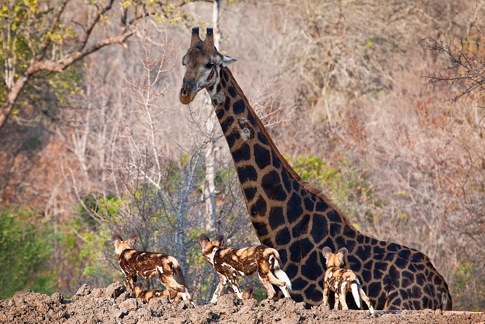 Three African wild dog, Lycaon pictus, walk in the foreground and look at a giraffe, Giraffa camelopardalis, as it walks in the background, Londolozi Game Reserve, Sabi Sands, Greater Kruger National Park, South Africa