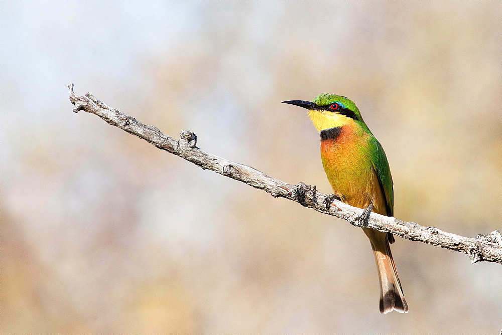 A little bee-eater, Merops pusillus, perches on a bare branch, looking away, Londolozi Game Reserve, Sabi Sands, Greater Kruger National Park, South Africa