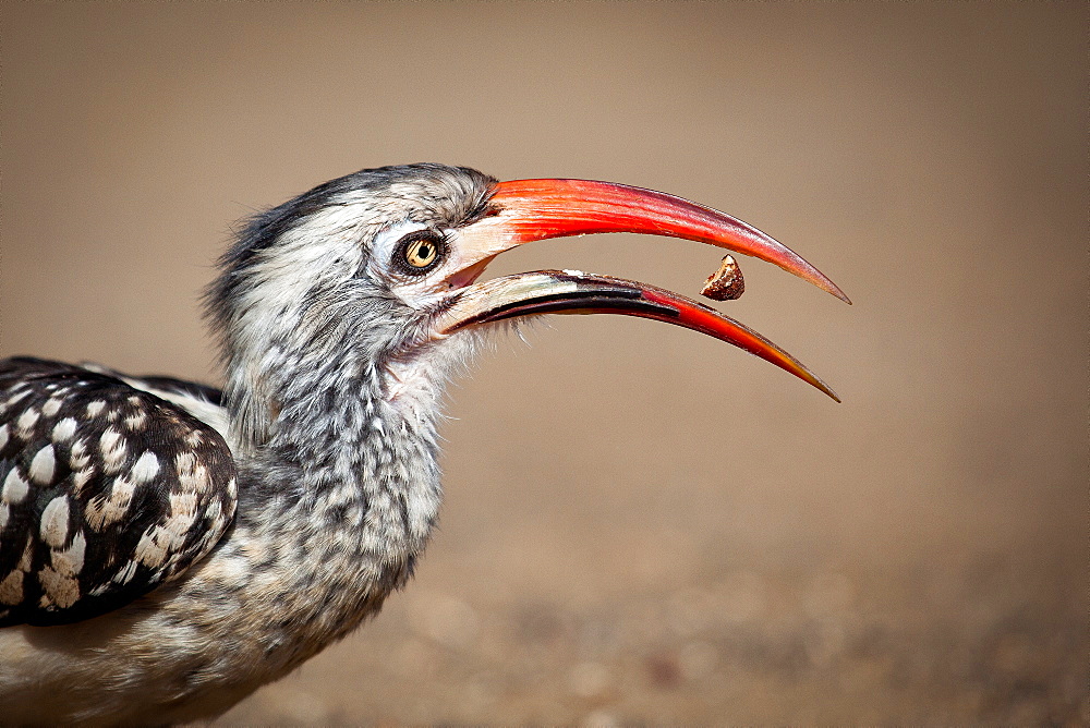 Side profile of a southern red-billed hornbill, Tockus rufirostris, beak open with seed between, looking away, Londolozi Game Reserve, Sabi Sands, Greater Kruger National Park, South Africa