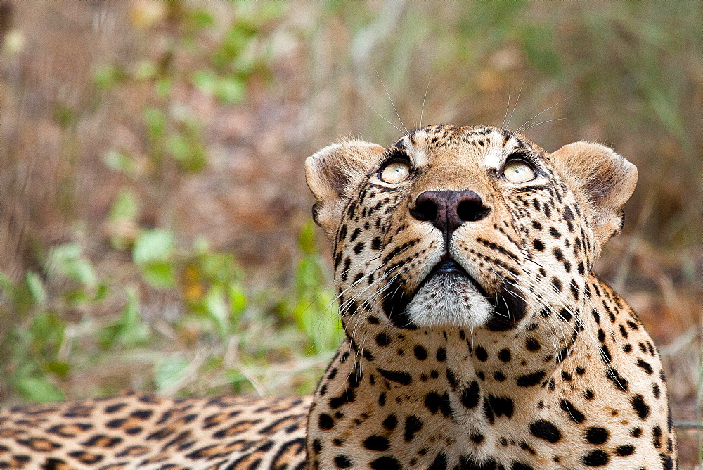 A leopard's head, Panthera pardus, looking up out of frame, yellow eyes, greenery in the background, Londolozi Game Reserve, Sabi Sands, Greater Kruger National Park, South Africa