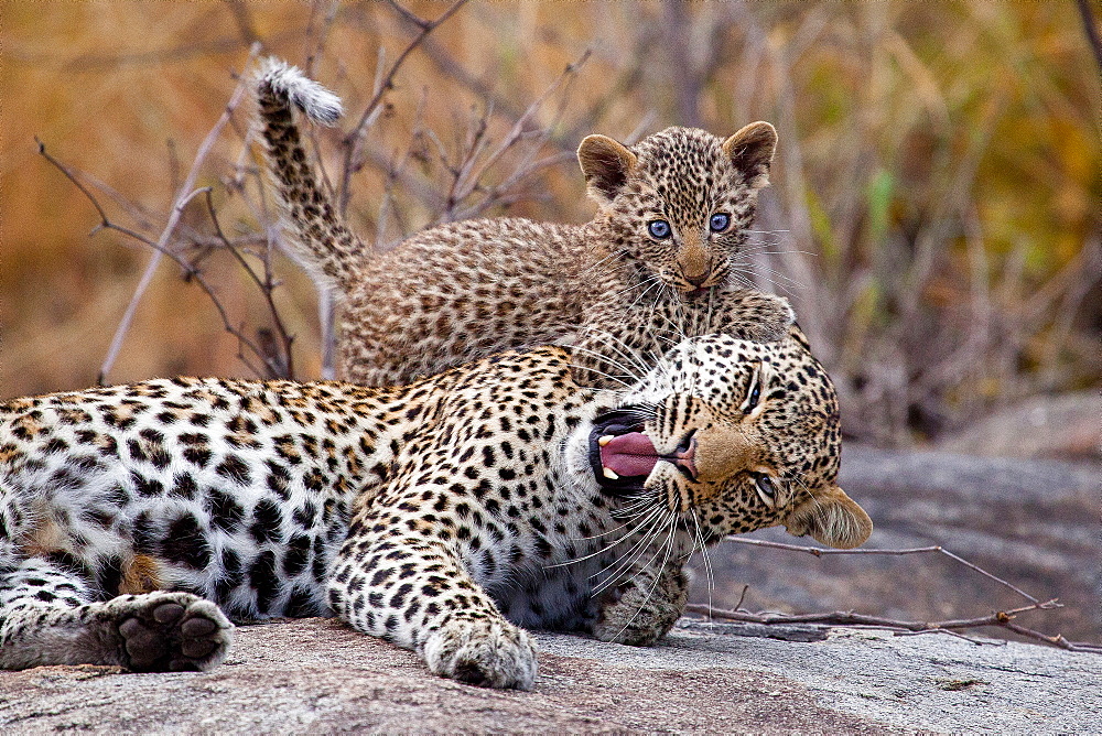 A leopard mother, Panthera pardus, lies down, eyes closing, mouth open as a cub bites her ear with blue eyes, Londolozi Game Reserve, Sabi Sands, Greater Kruger National Park, South Africa