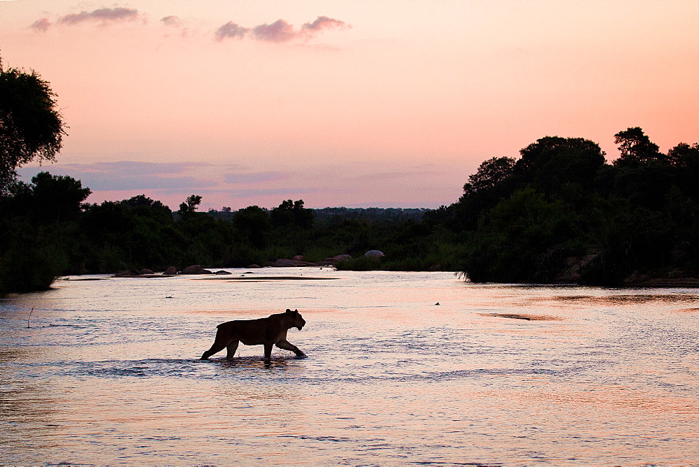 A silhouette of a lioness, Panthera leo, with short tail, walking across shallow river at sunset with tree silhouettes in the background, Londolozi Game Reserve, Sabi Sands, Greater Kruger National Park, South Africa