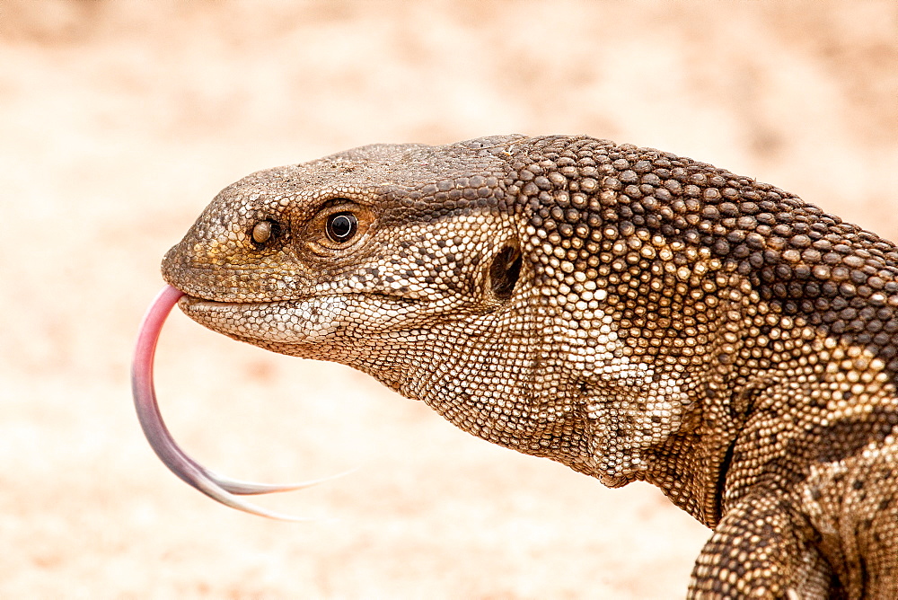 Rock monitor lizard's head, Varanus albigularis, tongue out, sand background, Londolozi Game Reserve, Sabi Sands, Greater Kruger National Park, South Africa