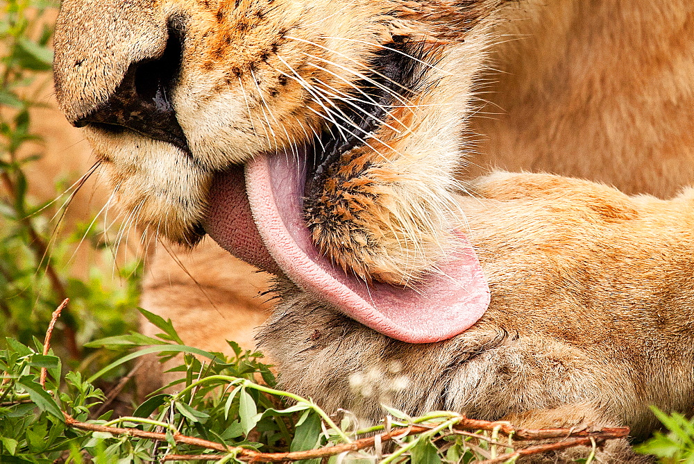 Close up of a lion's mouth, Panthera leo, linking its paw with pink barbed tongue, white whiskers, wet golden fur, Londolozi Game Reserve, Sabi Sands, Greater Kruger National Park, South Africa