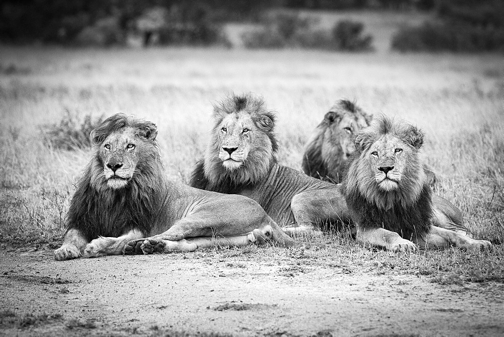 Four male lions, Panthera leo, lie in short brown grass, looking away, in black and white, Londolozi Game Reserve, Sabi Sands, Greater Kruger National Park, South Africa