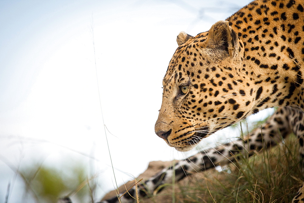 A side profile of a leopard's head, Panthera pardus, looking away, tail and blue sky in background, Londolozi Game Reserve, Sabi Sands, Greater Kruger National Park, South Africa