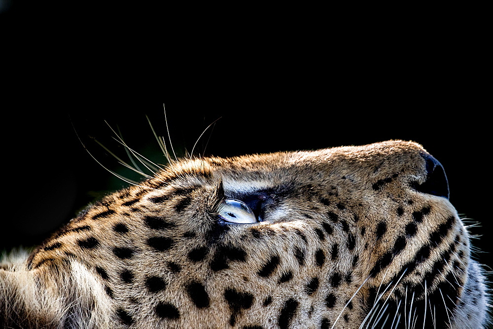 A side-profile of a leopard's head, Panthera pardus, looking up into the light, glow on eyes, coat and whiskers, black background, Londolozi Game Reserve, Sabi Sands, Greater Kruger National Park, South Africa