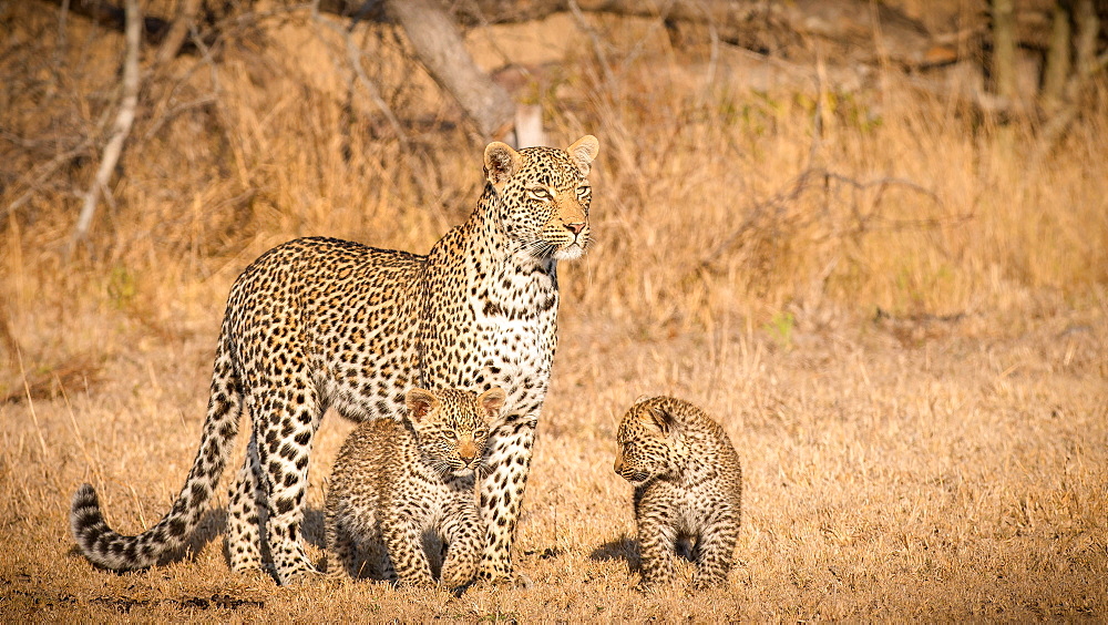 A mother leopard, Panthera pardus, stands in the sun in an open grassland, looks away, her two cubs stand beneath her, Londolozi Game Reserve, Sabi Sands, Greater Kruger National Park, South Africa