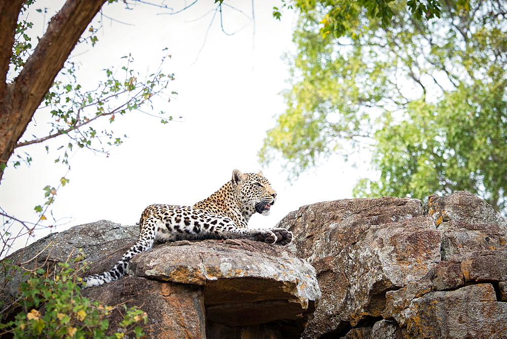 A leopard, Panthera pardus, lies on a boulders, looking away, trees and white sky in the background, Londolozi Game Reserve, Sabi Sands, Greater Kruger National Park, South Africa