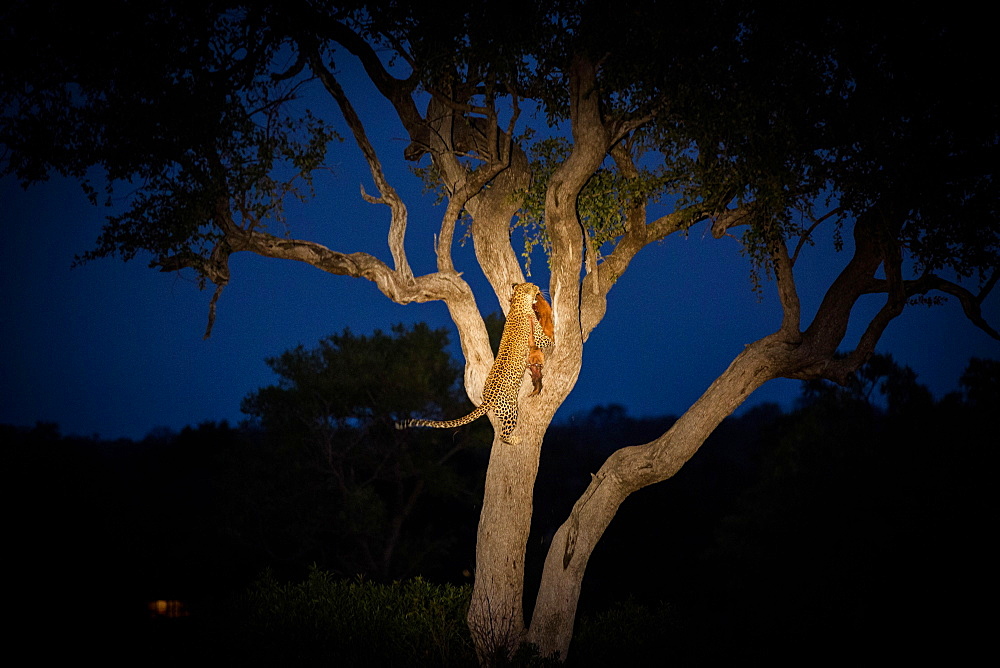 A leopard, Panthera pardus, climbing a tree while holding an impala in its mouth at night, Aepyceros melampus, Londolozi Game Reserve, Sabi Sands, Greater Kruger National Park, South Africa