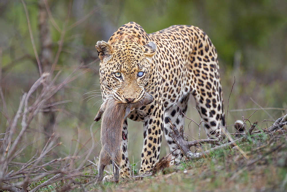 A leopard, Panthera pardus, with one blue-clouded eye, looking away, stands with a warthog piglet in its mouth, Phacochoerus africanus, Londolozi Game Reserve, Sabi Sands, Greater Kruger National Park, South Africa