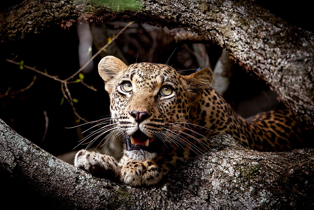 A leopard cub's head, Panthera pardus, between two branches, looking up out of frame, open mouth, green yellow eyes, Londolozi Game Reserve, Sabi Sands, Greater Kruger National Park, South Africa