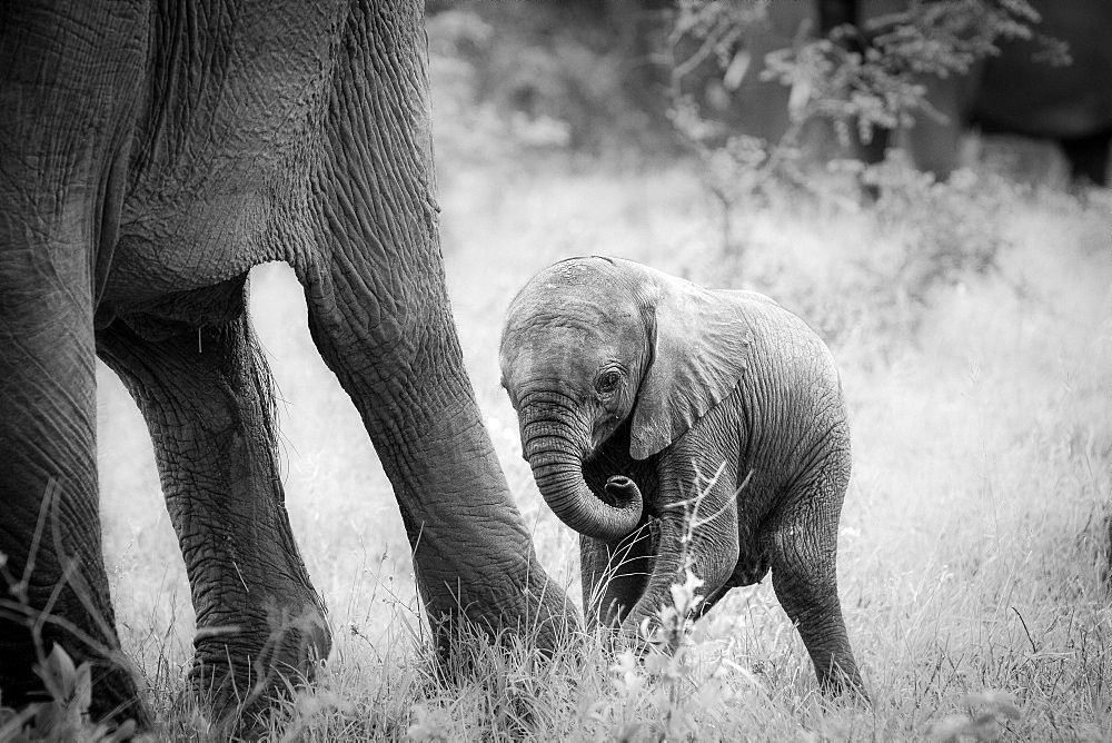 An elephant calf, Loxodonta africana, stands behind its mother's legs, curls its trunk in, in black and white, Londolozi Game Reserve, Sabi Sands, Greater Kruger National Park, South Africa