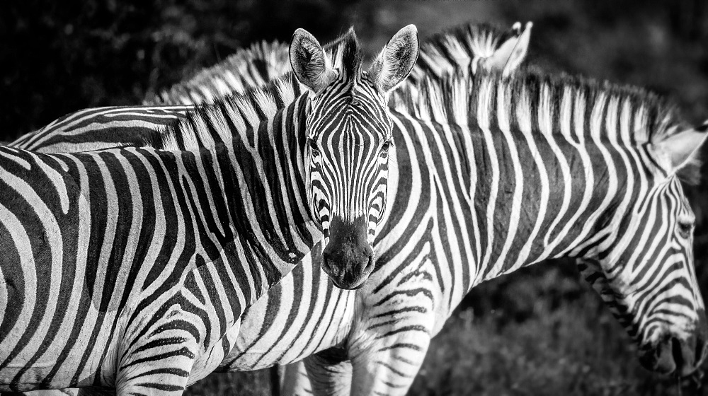 A zebra, Equus quagga, alert, zebra in background, ears forward, in black and white, Londolozi Game Reserve, Sabi Sands, Greater Kruger National Park, South Africa