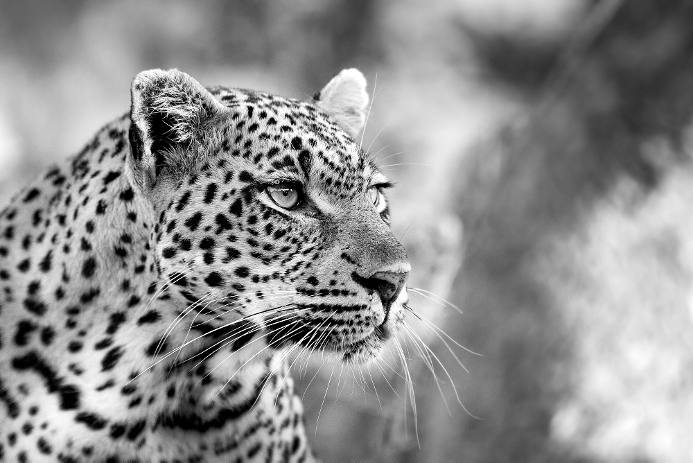 A leopard's head, Panthera pardus, looking away, black and white, Londolozi Game Reserve, Sabi Sands, Greater Kruger National Park, South Africa