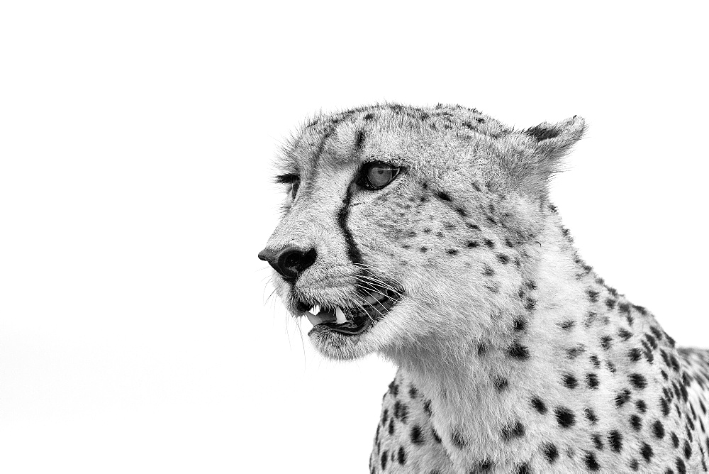 A cheetah's head, Acinonyx jubatus, looking away, ears back, mouth open, in black and white, Londolozi Game Reserve, Sabi Sands, Greater Kruger National Park, South Africa