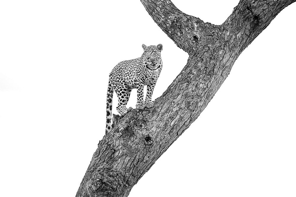 A leopard, Panthera pardus, stands in a tree, looking away, in black and white, Londolozi Game Reserve, Sabi Sands, Greater Kruger National Park, South Africa