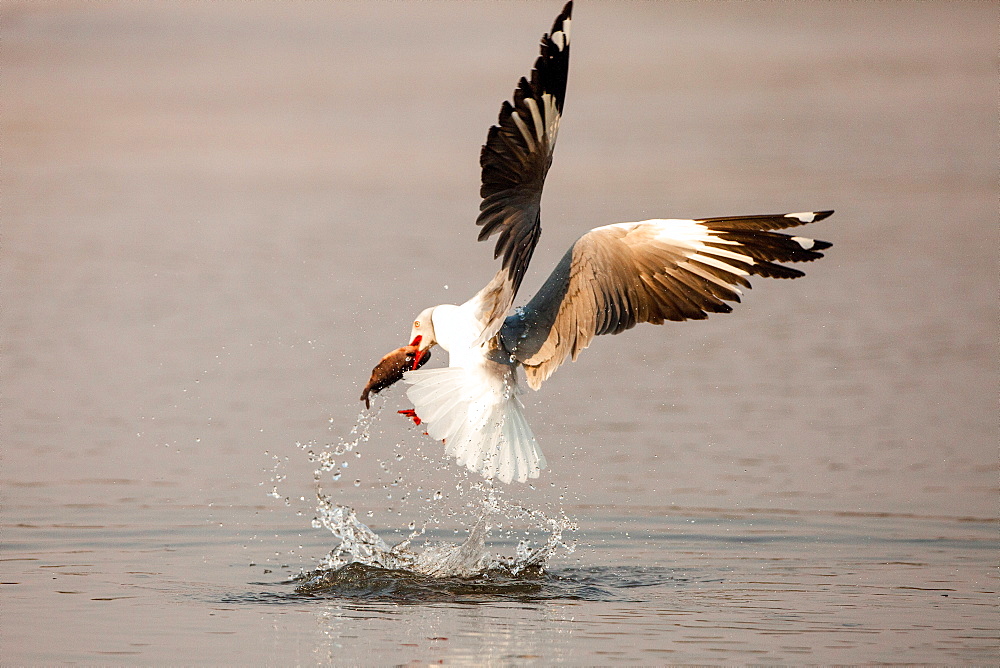 A grey-headed gull, Chroicocephalus cirrocephalus, in mid flight, catches fish, with fish between beak, above water with splashes, Londolozi Game Reserve, Sabi Sands, Greater Kruger National Park, South Africa