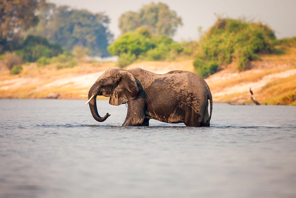 An elephant, Loxodonta africana, stands knee deep in water, wet body, trunk sprays water, looking away, Londolozi Game Reserve, Sabi Sands, Greater Kruger National Park, South Africa