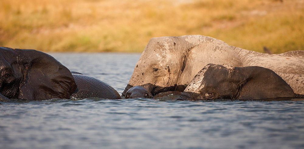 A herd of elephant, Loxodonta africana, stand in water, wet skin, looking away, elephant calf submerged, Londolozi Game Reserve, Sabi Sands, Greater Kruger National Park, South Africa