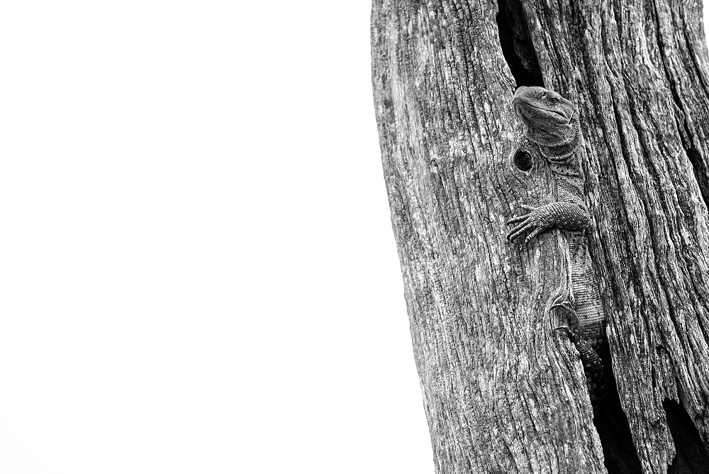 A rock monitor lizard, Varanus albigularis, emerging from a split in a dead tree trunk, Londolozi Game Reserve, Sabi Sands, Greater Kruger National Park, South Africa