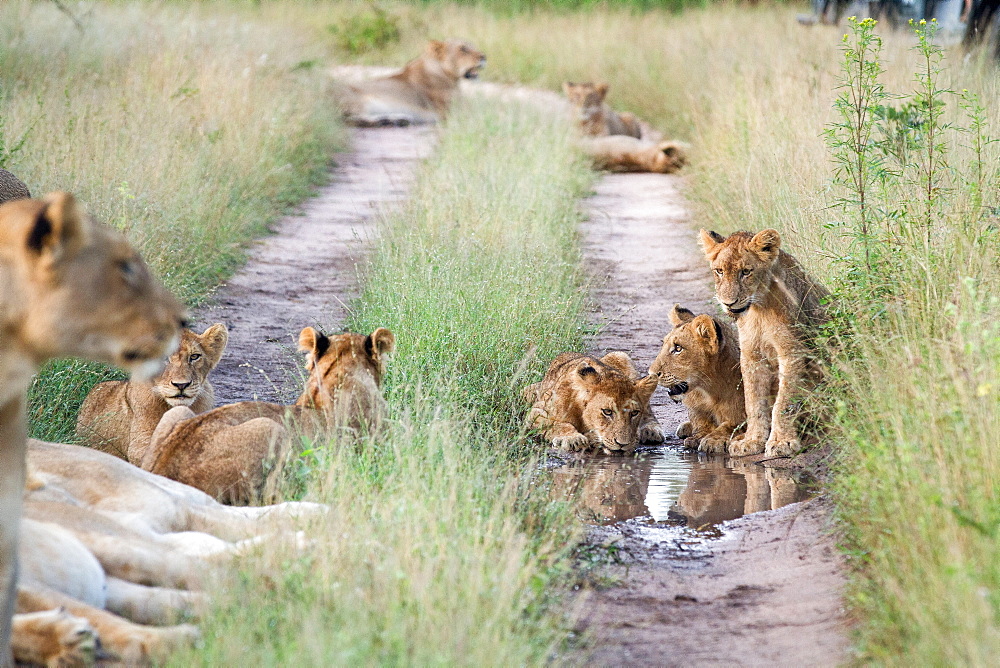 A pride of lions, Panthera leo, sit in the tracks of a road, drinking water, surrounded by green grass, Londolozi Game Reserve, Sabi Sands, Greater Kruger National Park, South Africa