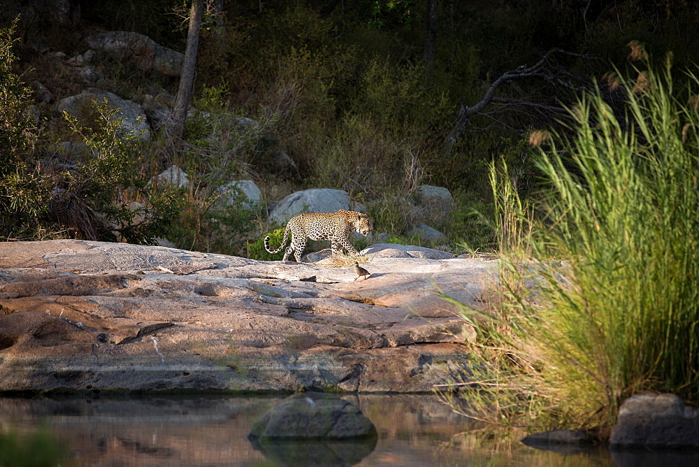 A leopard, Panthera pardus, walks across boulders against a river, curled tail, looking away, greenery in background, Londolozi Game Reserve, Sabi Sands, Greater Kruger National Park, South Africa