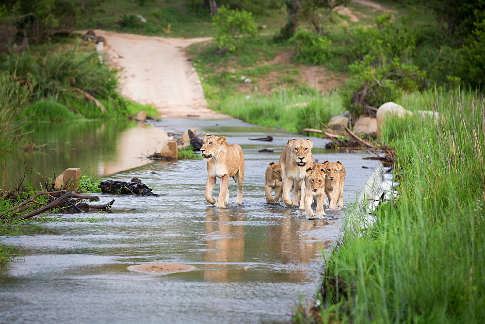 A pride of lions, Panthera leo, walk through the shallow water of a river, walking towards camera, looking away, Londolozi Game Reserve, Sabi Sands, Greater Kruger National Park, South Africa