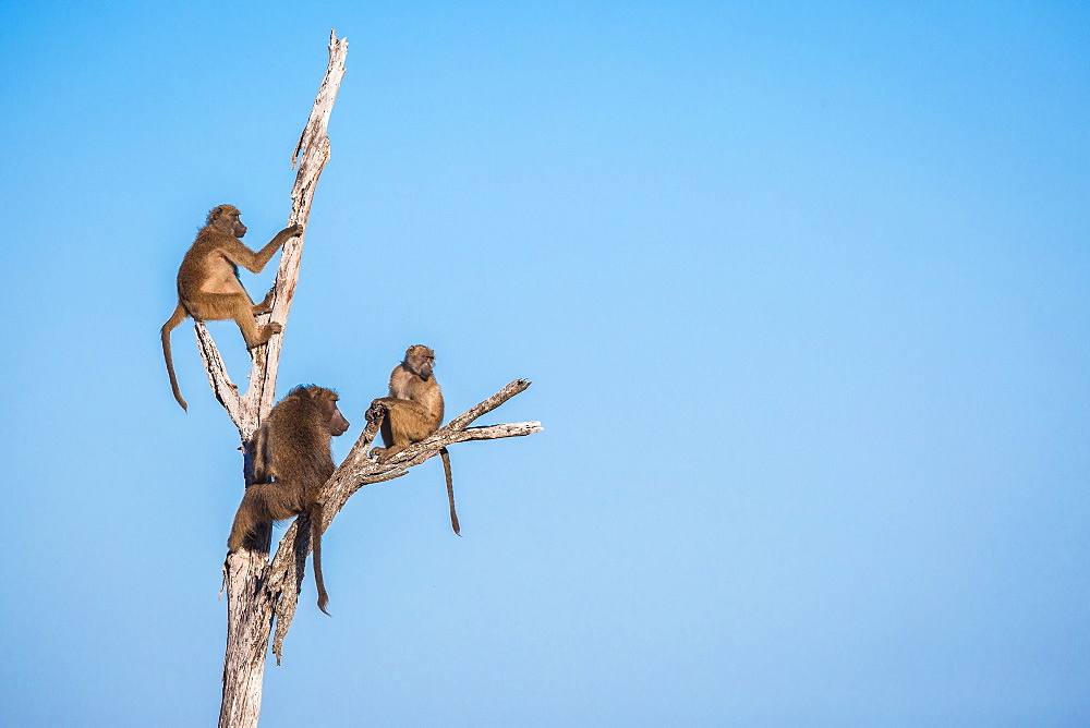 A troop of baboons, Papio ursinus, sit and climb a dead tree, looking away, blue sky background, Londolozi Game Reserve, Sabi Sands, Greater Kruger National Park, South Africa