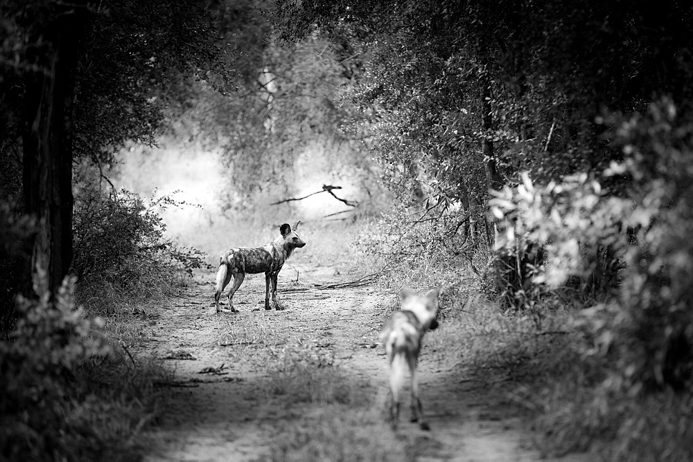 Two African wild dogs, Phacochoerus africanus, standing on a path, Londolozi Game Reserve, Sabi Sands, Greater Kruger National Park, South Africa