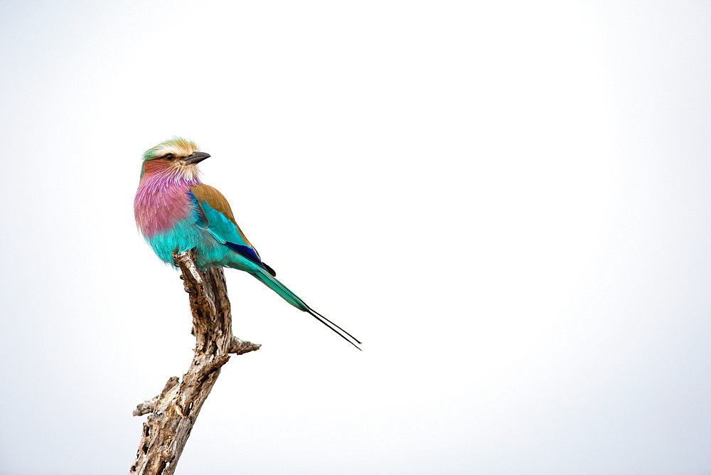 A lilac-breasted roller, Coracias caudatus, perches at the top of a dead branch, looking away, against blue grey skies, Londolozi Game Reserve, Sabi Sands, Greater Kruger National Park, South Africa