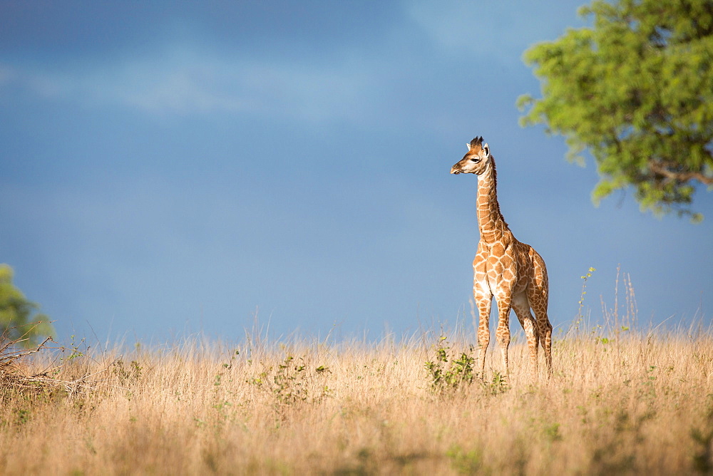 A young giraffe calf, Giraffa camelopardalis, stands in the sun in brown grass, looking away, dark blue sky in background, Londolozi Game Reserve, Sabi Sands, Greater Kruger National Park, South Africa