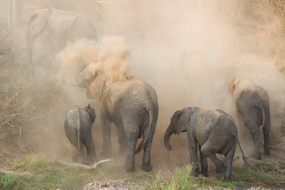 An elephant herd, Loxodonta africana, have a dust bath, sand on their backs, trunks in the air, dusty air, Londolozi Game Reserve, Sabi Sands, Greater Kruger National Park, South Africa