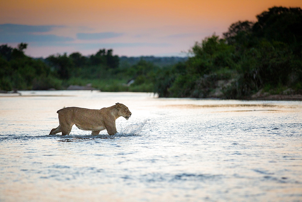 A lioness, Panthera leo, with no tail walks across a river, ears back, looking away, splashing, sunset in the background, Londolozi Game Reserve, Sabi Sands, Greater Kruger National Park, South Africa