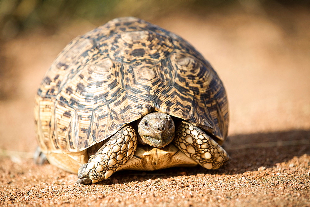 A leopard tortoise, Stigmochelys pardalis, stands on sand, alert, head out of shell, Londolozi Game Reserve, Sabi Sands, Greater Kruger National Park, South Africa