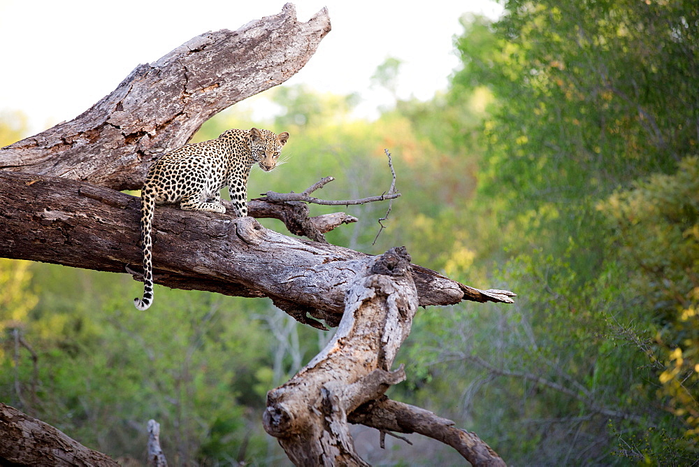 A leopard, Panthera pardus, sits on a dead tree trunk, alert, tail draping over trunk, greenery in background, Londolozi Game Reserve, Sabi Sands, Greater Kruger National Park, South Africa