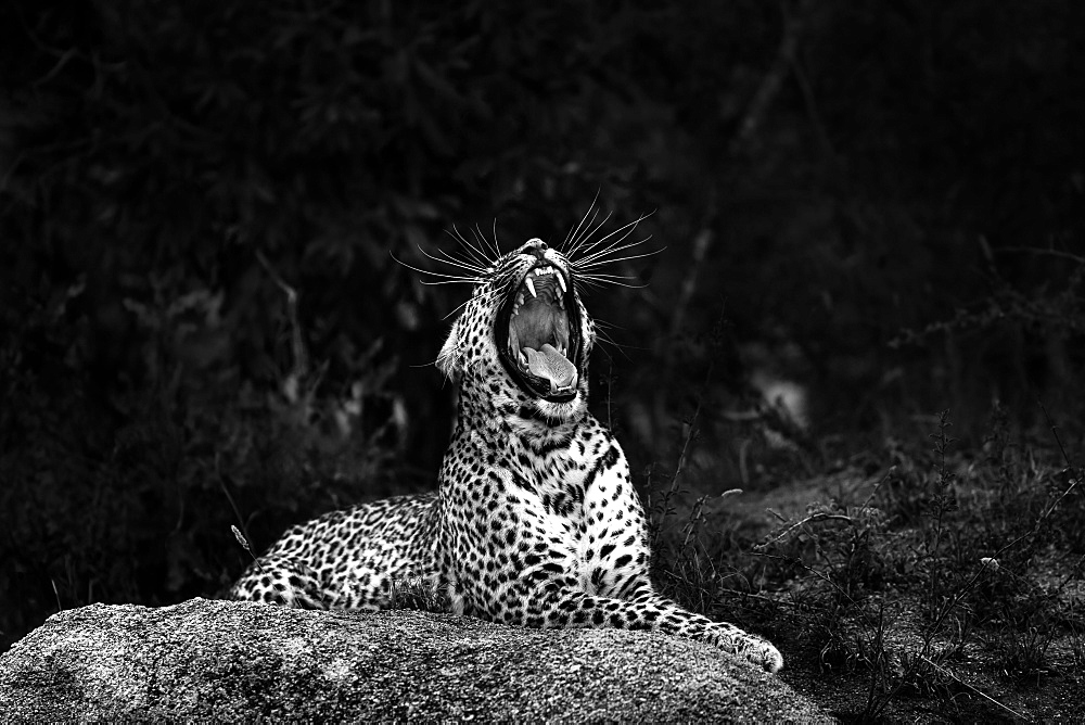 A leopard, Panthera pardus, lies on a boulder and yawns, mouth open showing teeth, head tilted back, long white whiskers, in black and white, Londolozi Game Reserve, Sabi Sands, Greater Kruger National Park, South Africa