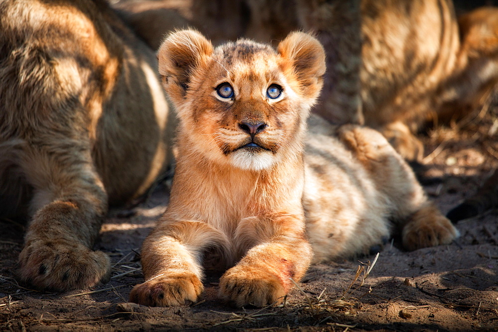 A lion cub, Panthera leo, lies on the ground and looks up out of frame, yellow blue eyes, golden coat, Londolozi Game Reserve, Sabi Sands, Greater Kruger National Park, South Africa