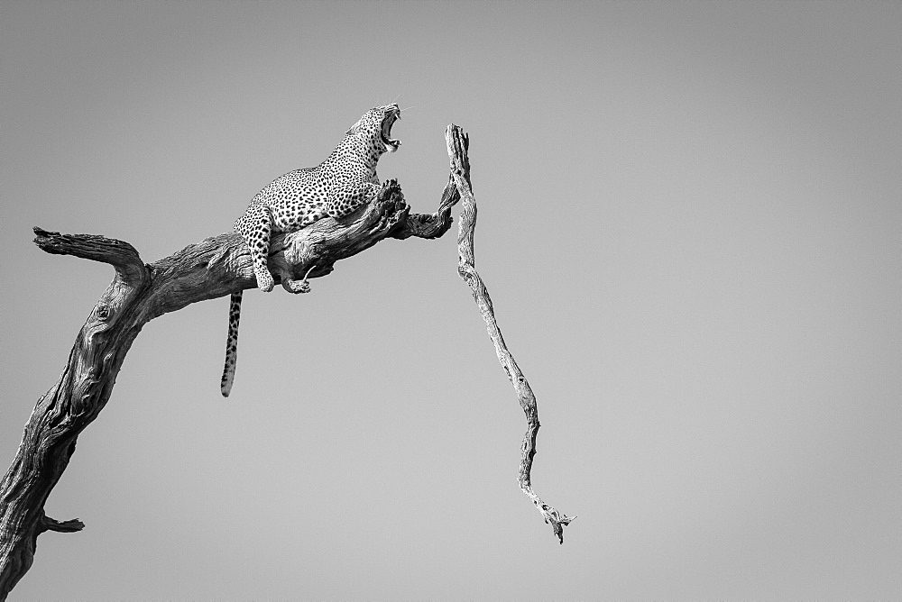 A leopard, Panthera pardus, lies on a dead tree branch, tail drapes down, yawning with ears back and eyes closed, in black and white, Londolozi Game Reserve, Sabi Sands, Greater Kruger National Park, South Africa