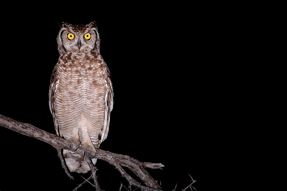 Spotted eagle owl, Bubo africanus, alert, perched on a branch at night, Londolozi Game Reserve, Sabi Sands, Greater Kruger National Park, South Africa