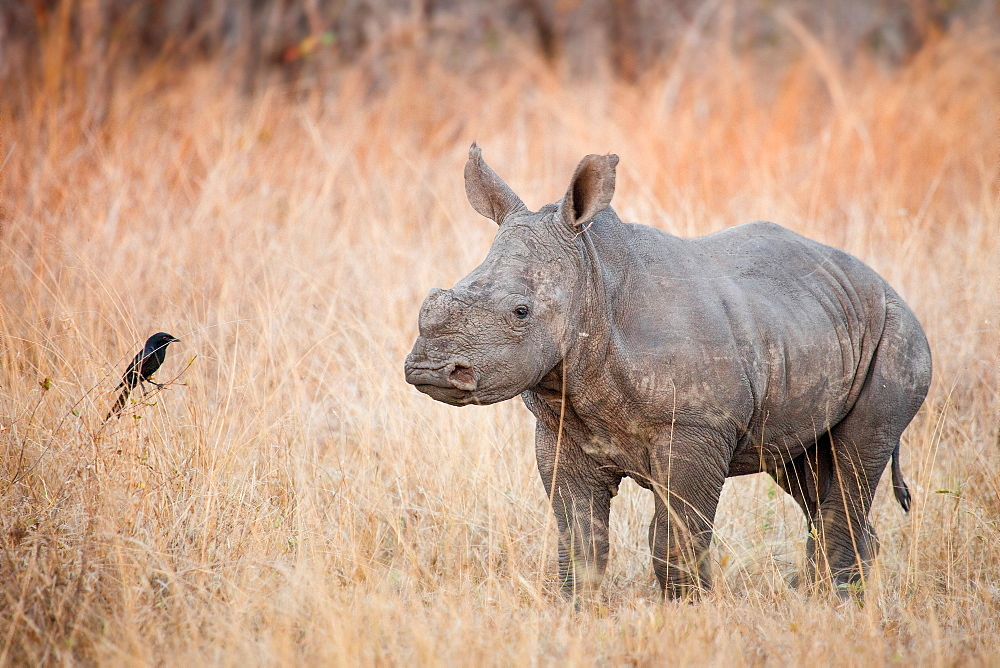 A rhino calf, Ceratotherium simum, stands in brown dry grass and looks at a fork-tailed drongo, Dicrurus adsimilis, Londolozi Game Reserve, Sabi Sands, Greater Kruger National Park, South Africa