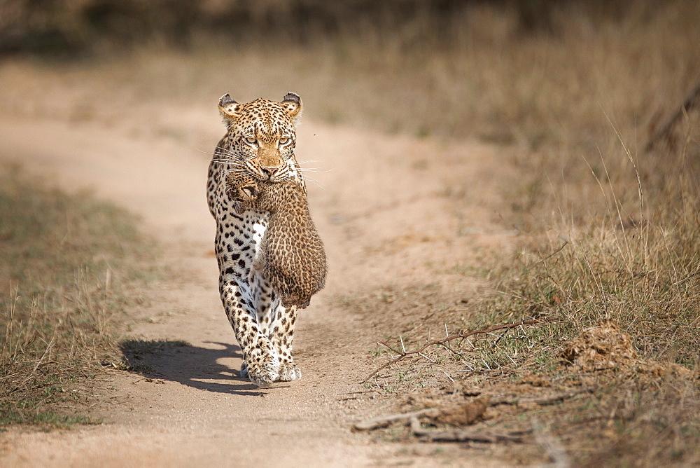 A mother leopard, Panthera pardus, carries her cub in her mouth towards the camera, ears back, along game path, Londolozi Game Reserve, Sabi Sands, Greater Kruger National Park, South Africa