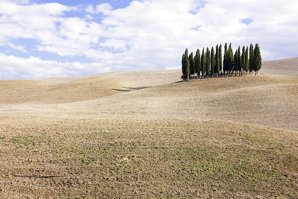 Cypress Trees, San Quirico D'Orcia, Tuscany, Italy