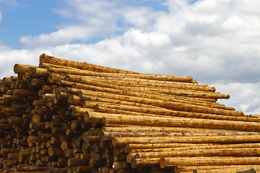 Stacked fresh timber, Portland, Oregon, United States of America