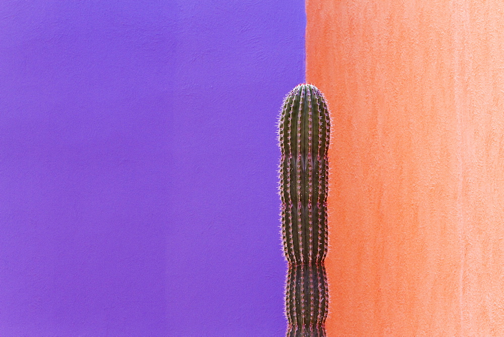 Cactus Against Contrasting Walls, San Jose los Cabos, Baja California, Mexico