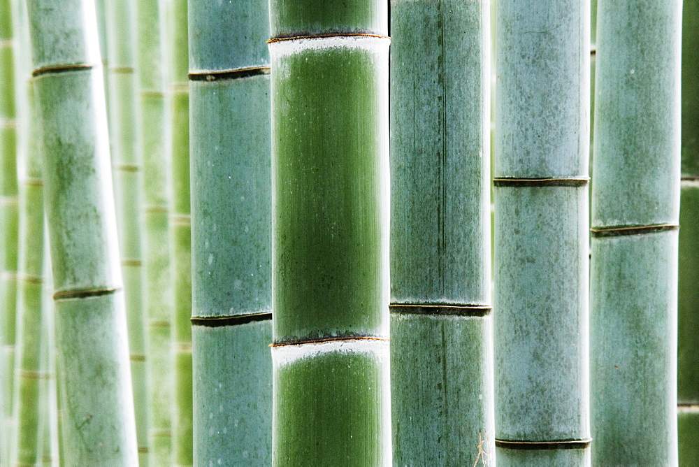 Close up of bamboo, Kyoto, Japan